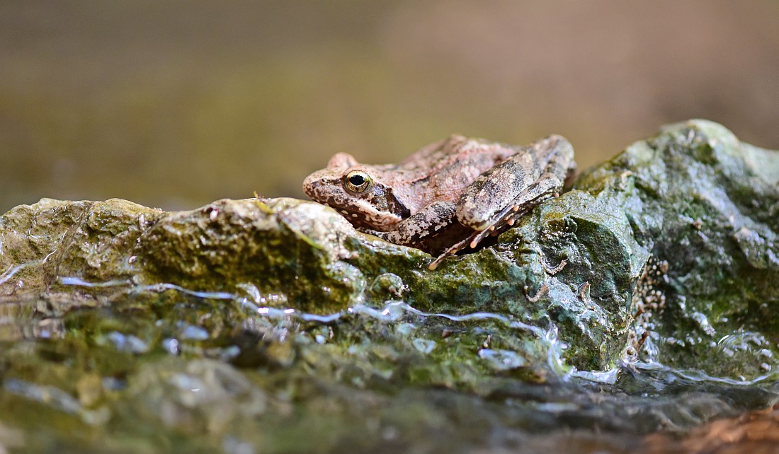 Rana italica